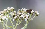 Grey Hairstreak Dec 2021